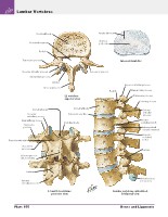 Frank H. Netter, MD - Atlas of Human Anatomy (6th ed ) 2014, page 181